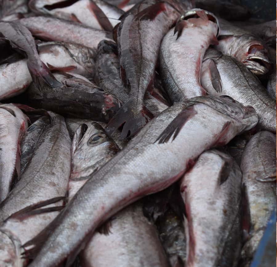 Jysk seafood bedst s lgende fisk og skaldyrsbutik