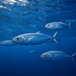 Blålange fisk - Billede 2