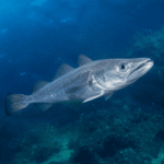 Kulmule Fisk