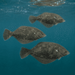 Rødspætte fisk - Billede 3